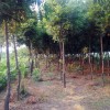 薄殼山核桃樹