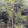 薄殼山核桃樹