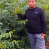 薄殼山核桃嫁接苗