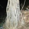 薄殼山核桃嫁接苗-已挖好