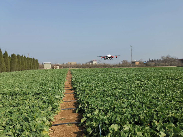 8.無人機化學防除油菜試驗田雜草_副本.jpg 8.無人機化學防除油菜試驗田雜草_副本.jpg