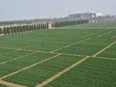 3.油菜品種審定試驗春季灌溉_副本.jpg 3.油菜品種審定試驗春季灌溉_副本.jpg