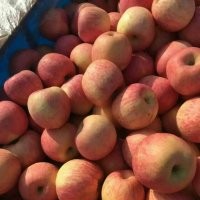 山東冷庫紅富士蘋果產地價格