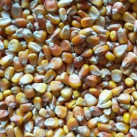 收購大量玉米、小麥、大米