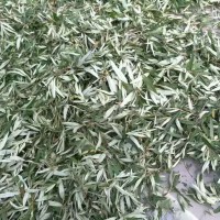 沙棘葉現貨供應 寧夏產地沙棘葉批發 沙棘茶原料