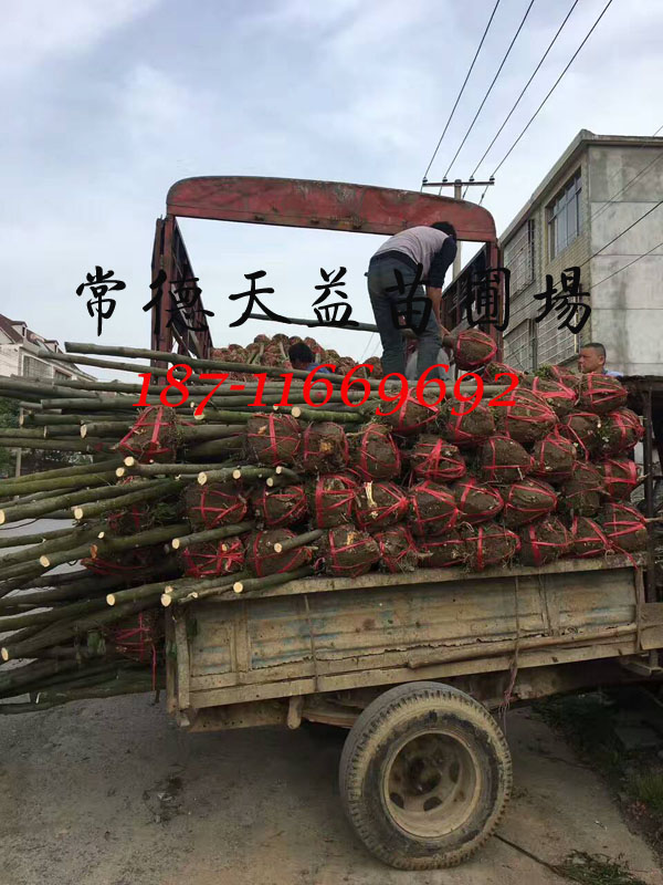 欒樹11