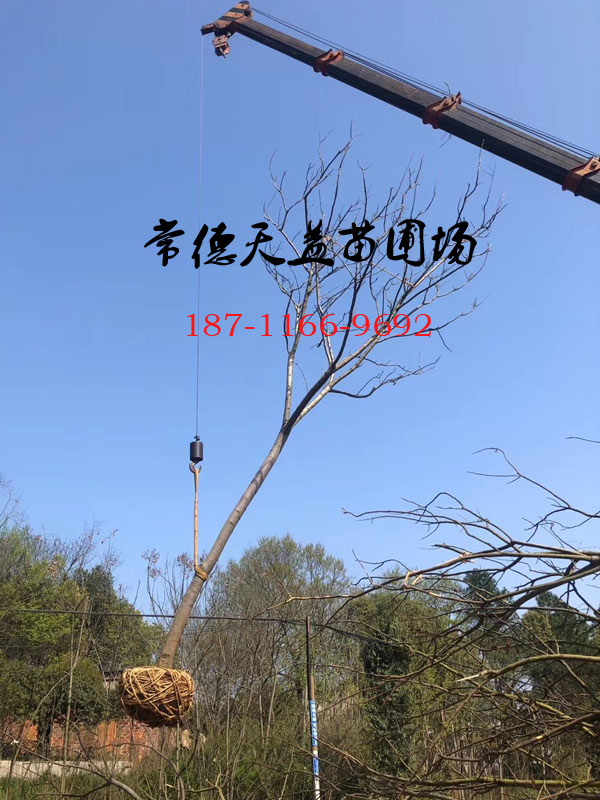 15-18公分欒樹