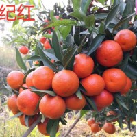 世紀紅苗簽訂合同純度保證順豐包郵