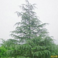 供應南京雪松等綠化苗木
