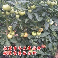 早熟硬粉大果番茄品種，金粉19早熟品種荷蘭進口精品番茄種子