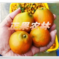 融安脆蜜金桔苗原產地當天發貨全國包郵