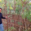 小欒樹