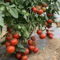 進口大紅番茄種子 大果粉紅西紅柿種子番茄種子優質番茄品種