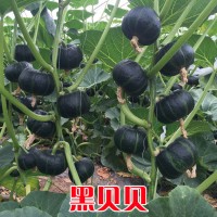 日本進口南瓜種子=黑貝貝