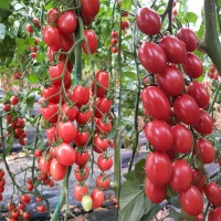 日本進口紅果櫻桃番茄-紅都禧