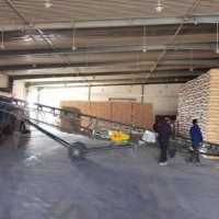 適合華北黃淮種植的大棒馬齒型超高產國審品種有哪些玉米種子