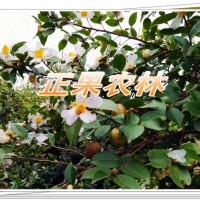 專業供應軟枝油茶苗全國包郵