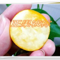 融安滑皮金桔種植參考-融安正果農林