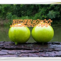 專業供應當年新產精選三年桐種子-廣西正果農林