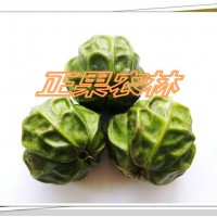 千年桐的發展現狀及前景-廣西正果農林