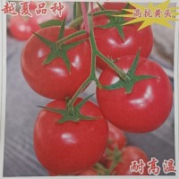 夏普 越夏耐熱粉果 抗病毒大粉西紅柿 高產粉果番茄