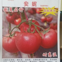 安妮 越夏耐熱粉果 抗病毒大粉西紅柿 高產粉果番茄