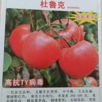 杜魯克 越夏耐熱粉果 抗病毒大粉西紅柿 高產粉果番茄