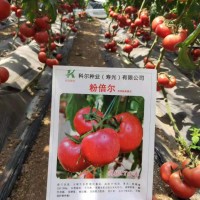 粉倍爾 大果硬粉番茄 高產粉果番茄 早春秋延西紅柿