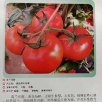 布魯克 大紅西紅柿種子 石頭果大紅番茄 高產大紅柿子