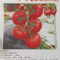 卡德拉 大紅西紅柿種子 石頭果大紅番茄 高產大紅柿子