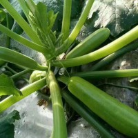 布萊克 耐寒西葫蘆種子 高產西葫蘆 角瓜種子