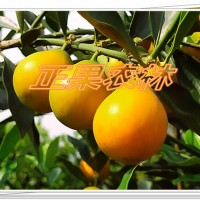 一級脆蜜金柑苗融安基地直發全國保濕包郵--融安正果農林