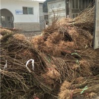 連翹小苗*藥用連翹小苗*連翹種植季節*藥用連翹苗種植效益