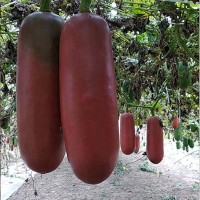 香如蜜種子批發 高產香如蜜種植栽培 香茹密種子價格