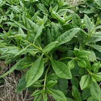 人參菜種子 土人參產品 特菜種子 土高麗參價格 批發