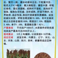 紅糯13號高粱種子