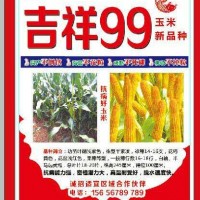 吉祥99玉米新品種，誠招適宜區域代理商