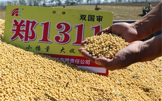 鄭1311火爆黃淮海,產量就是高!