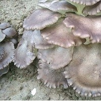浙江玉木耳批發價格_玉木耳供應商 長興福芩農業科技有限公司