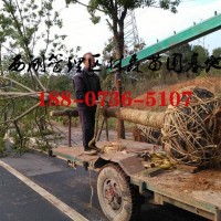 12-13公分欒樹價格,2022年欒樹價格批發