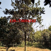 14-15公分廣玉蘭價格,廣玉蘭基地,常德廣玉蘭批發