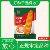 廠家直營批發高產雜交大田玉米種子龍高L2-4000粒