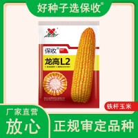 廠家直營批發高產雜交大田玉米種子龍高L2-5000粒