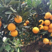 湖南冰糖橙苗基地 錦蜜冰糖橙表現比紐荷爾臍橙口感甜個頭略小