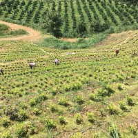 湖州茶園加盟，浙江茶山加盟，湖州轉運珍茶，浙江眾扶農業