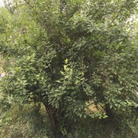連翹價格高，帶快連翹苗銷量，種植連翹苗經濟效益