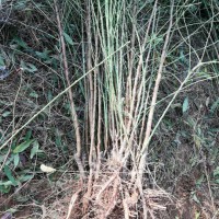 山桃苗-當年生山桃苗-1年山桃苗-0.5公分山桃苗價格