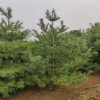 2米5華山松，3米5華山松，4米華山松，5米華山松