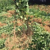 產地2年連翹苗價格-產地2年連翹苗直銷，2年連翹苗價格