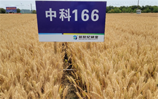 小麥抗赤霉新品種強勢來襲!新世紀種業獨家買斷